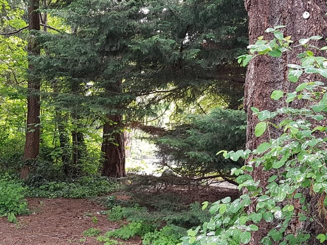 What is Forest Bathing and Can It Really Benefit Your Health Photo Credit: by Kristina Campbell